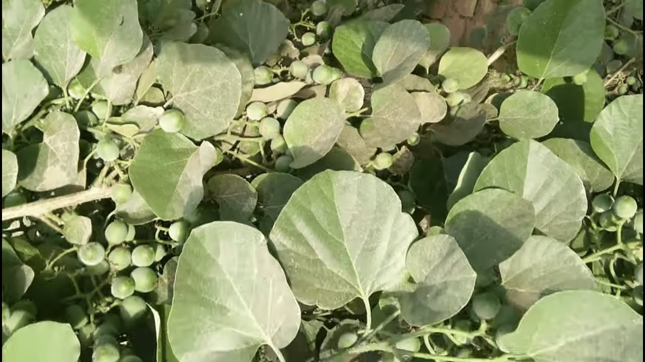 Lasoora (Cordia Dichotoma) Farming In Pakistan