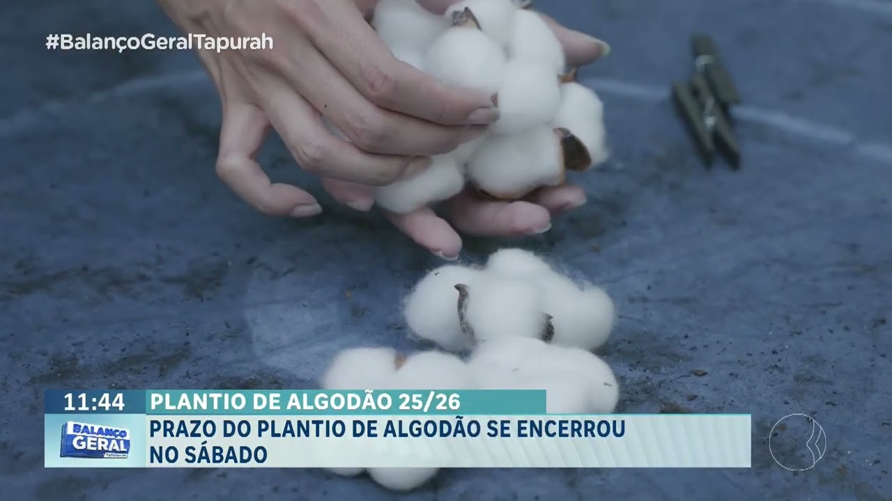 Prazo do plantio de algodão se encerra no sábado.