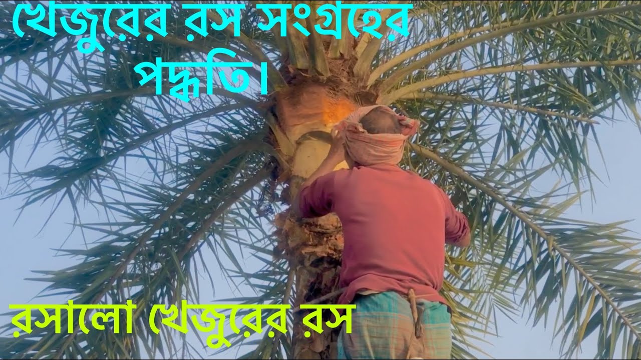 খেজুরের রস সংগ্রহের পদ্ধতি। Process of Date Juice collection.