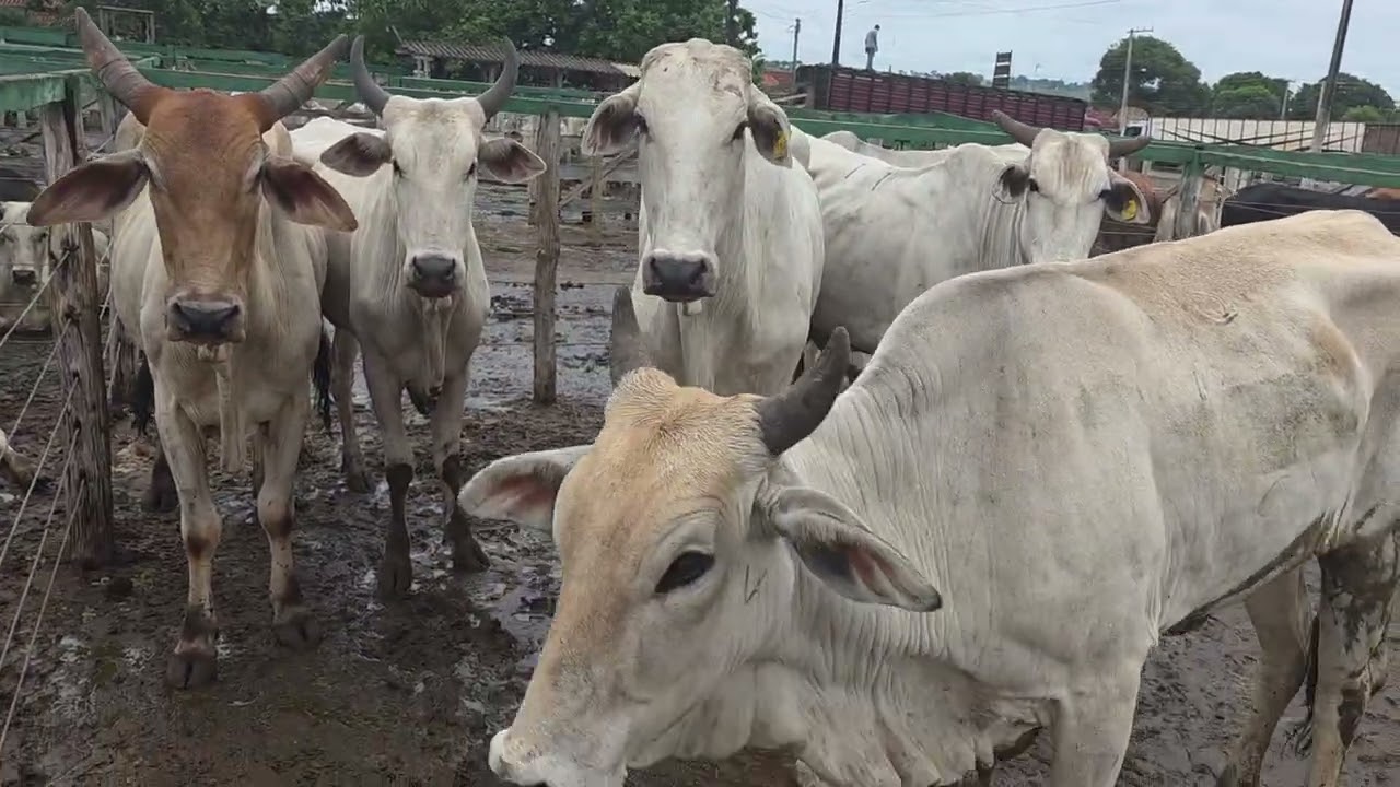 ULTIMO LEILAO DE GADO DO ANO CHEIO DE BONS NEGÓCIOS.