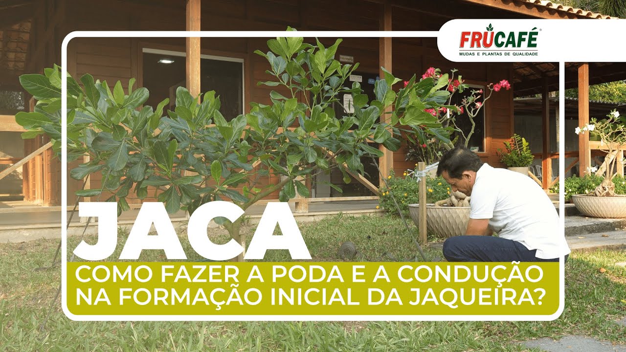 Como Fazer a Poda e a Condução na Formação Inicial da Jaqueira (Jaca)?