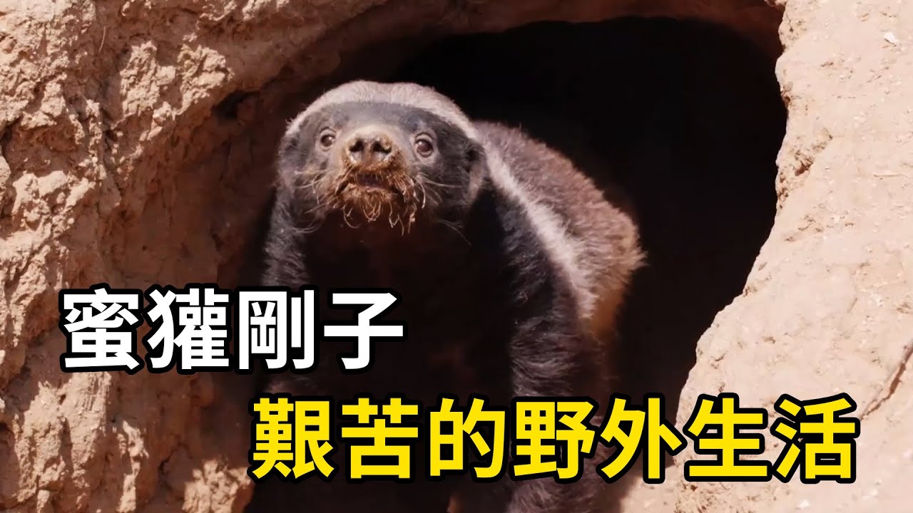 蜜獾剛子，艱苦的野外生活，水豚動物界的和平使者！
