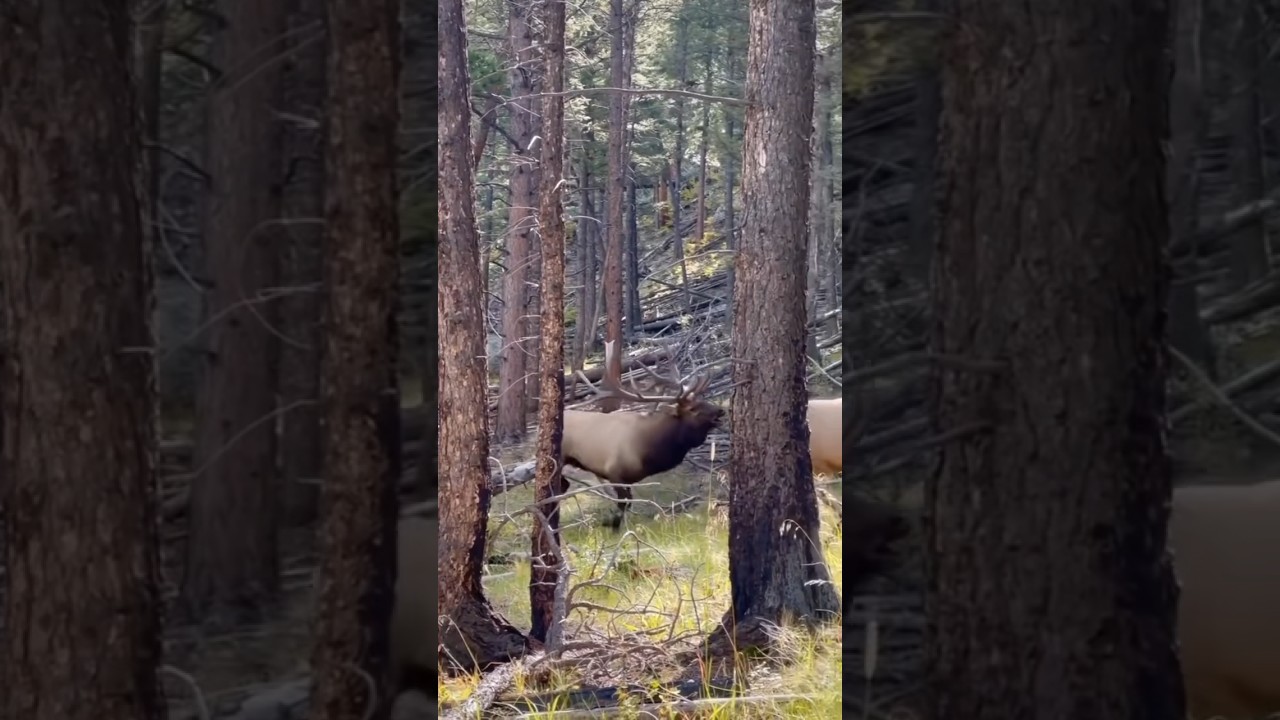 The Rut is on 