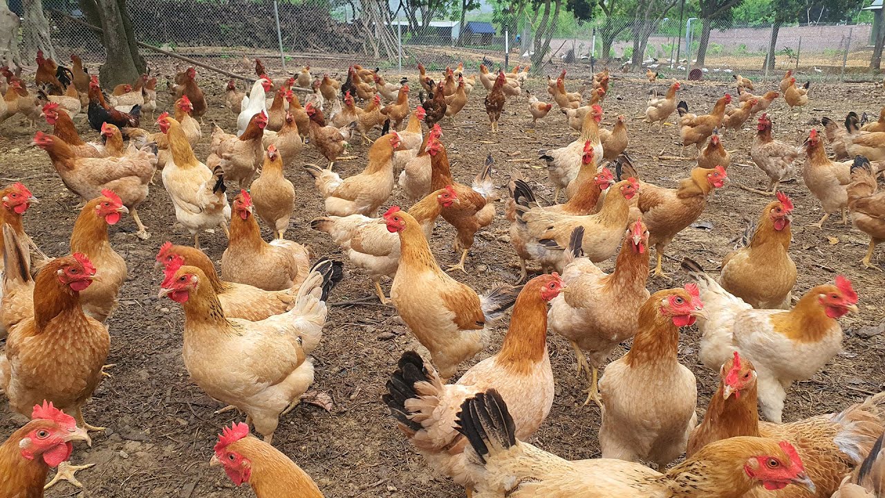 How to make DIY nutritious Chicken feed ?