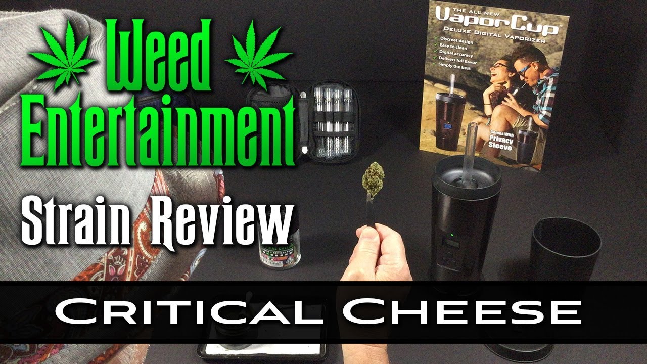 Critical Cheese - Hybrid - by Korova - Strain Review - from Dr. Greenthumb's, Sylmar Ca