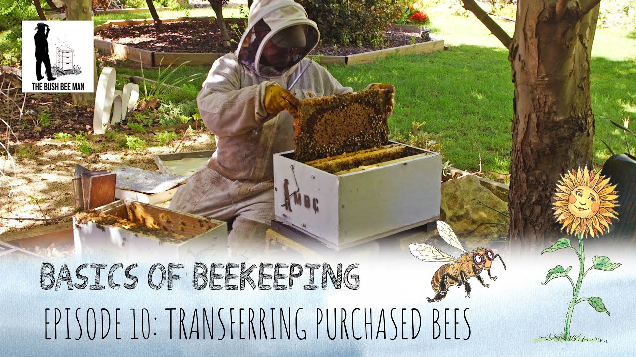 How to Get Bees in a Beehive: Moving Bees Beekeeping How To Tutorial | The Bush Bee Man