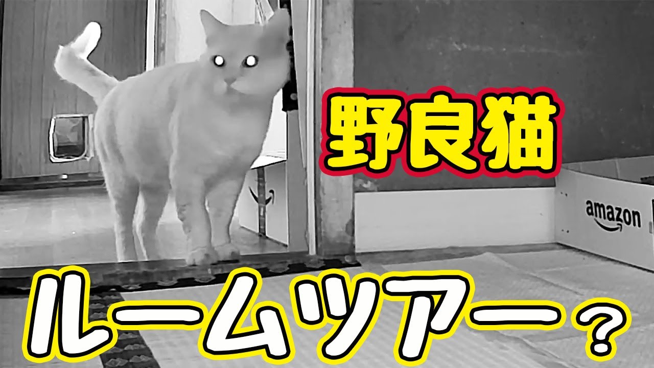【野良猫】がルームツアーしてくれました…