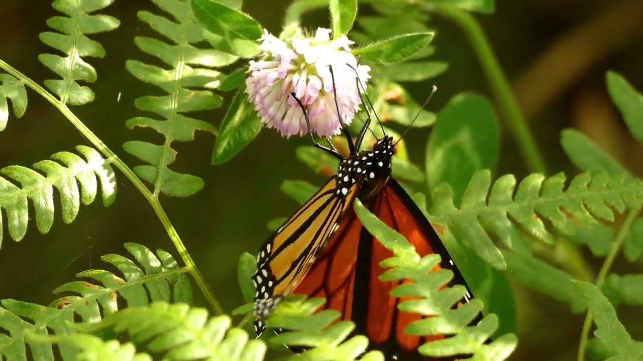 Zoo and You   Episode 9   Monarch Butterflies