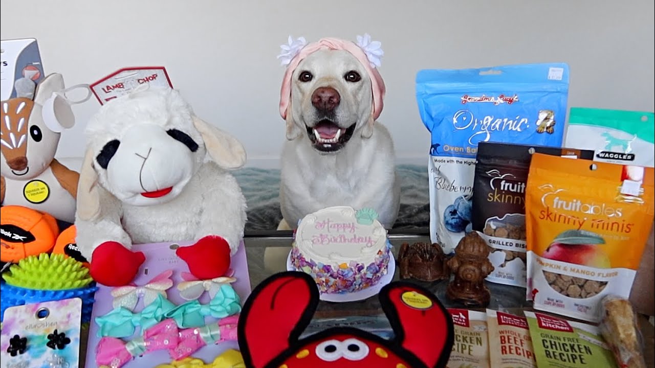 Spoiling My Dog For Her Birthday Week!