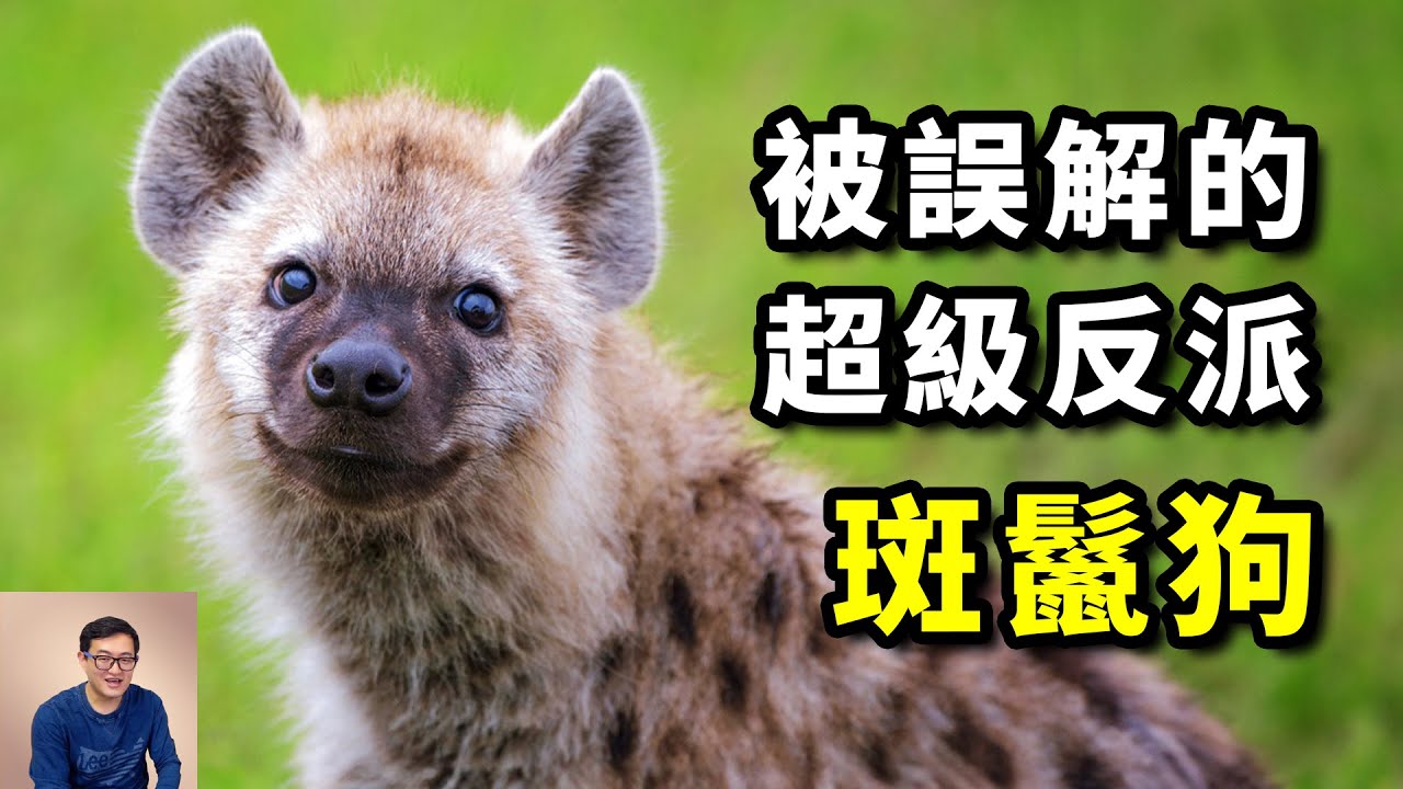 號稱「非洲二哥」，有太多不為人知的秘密，動物界的經典反派！斑鬣狗原来不是狗，反而更像貓科動物！ #動物 #斑鬣狗 #非洲 #獅子 #貓科動物