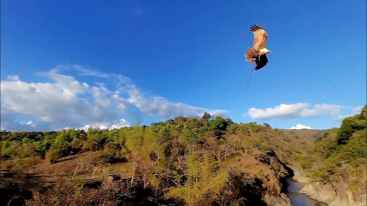 Eagle Spotted over Stream in Bacooc, Abra, Philippines
