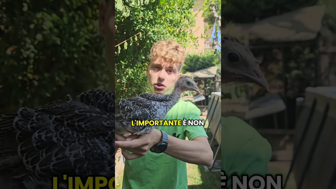3 Step per Allevare un Tacchino come si Deve