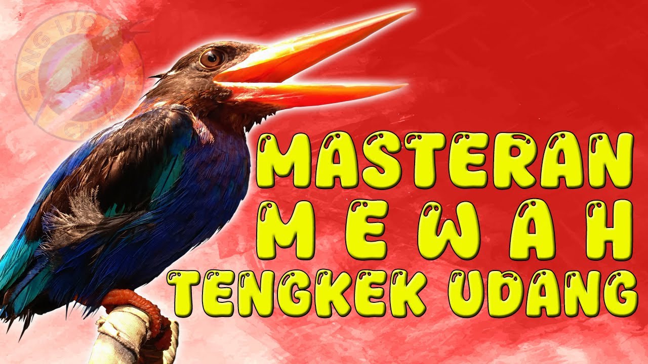 Nembak Panjang Suara Kasar, PALING DI CARI BUAT MASTERAN...Tengkek Udang Gacor