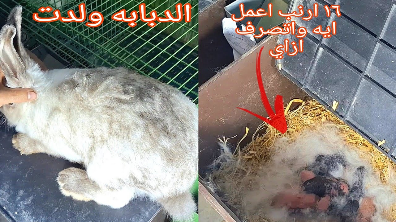 هتعمل ايه او لو الارنبه ولدت ١٦ ارنب 😍
