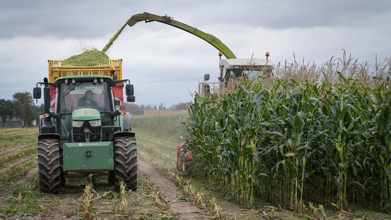 Zbi&oacute;r kukurydzy RGT Exxposition w gospodarstwie Adama (woj. mazowieckie) 🌽🚜🔥 #rolnictwo #kukurydza