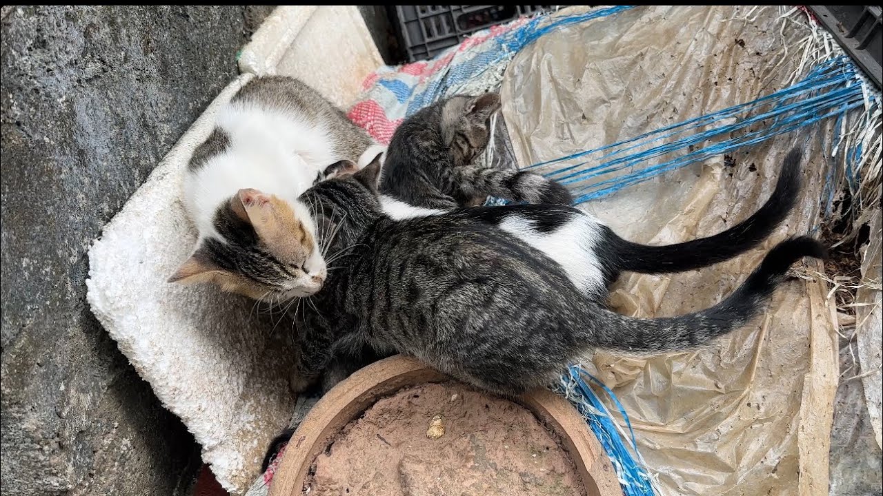 I really love my cats.
