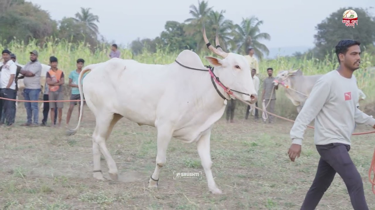 बगाड यात्रेसाठी बैलांची तयारी...