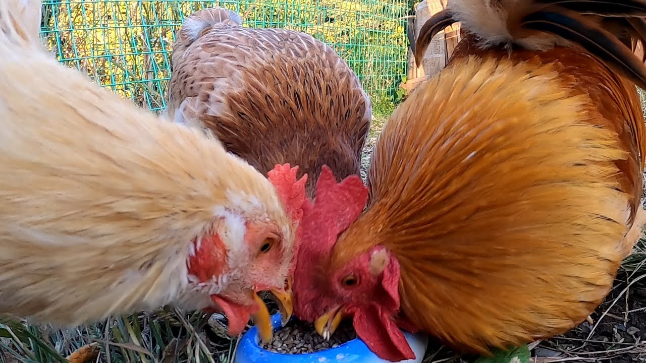 喰う。秋の味覚をひたすら喰う。【鶏飼育】 65話目