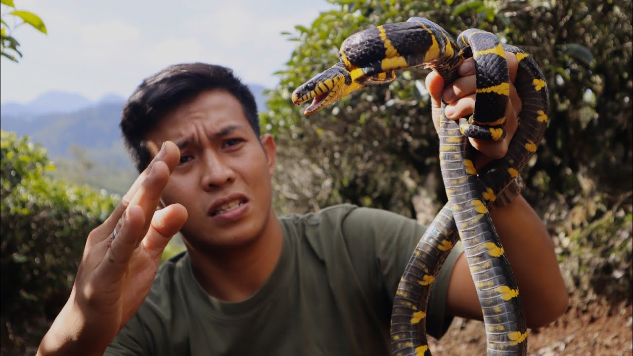 TEST GIGITAN ULAR BELANG BERBISA! 4 X Digigit Darah sampai Ngocor! Efeknya Ternyata Ngeri!Snake Bite