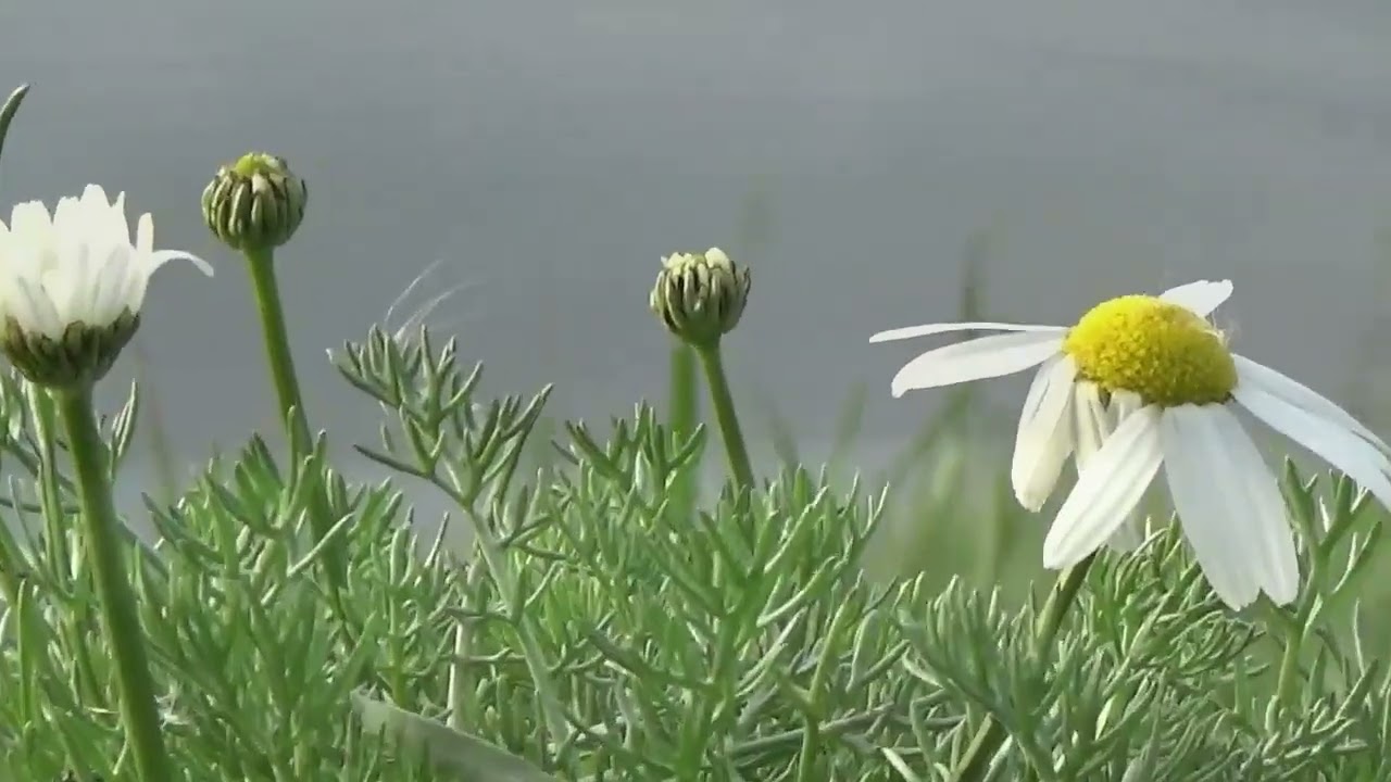 Nana Mouskouri, Schön ist der Morgen, Morning has broken