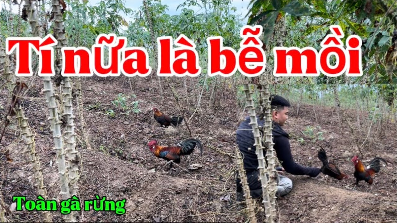 Gặp Đúng Bỗi Tơ Quá Hăng, Sáng 22/2/2025, Tí Nữa Thì Toang Luôn Con Mồi.