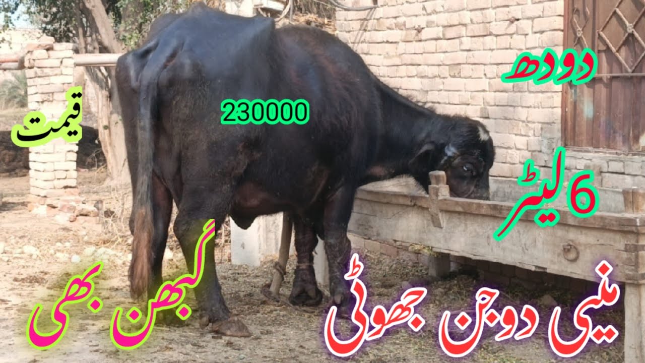 پیورنیلی کی باکھڑی گھبن جھوٹی برائےفروخت#NiliRave Buffalosforsale in punjab YouTubesale 03065110914