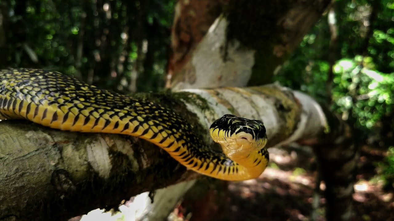 Serpiente Voladora (Phrynonax poecilonotus) | Selva Lacandona