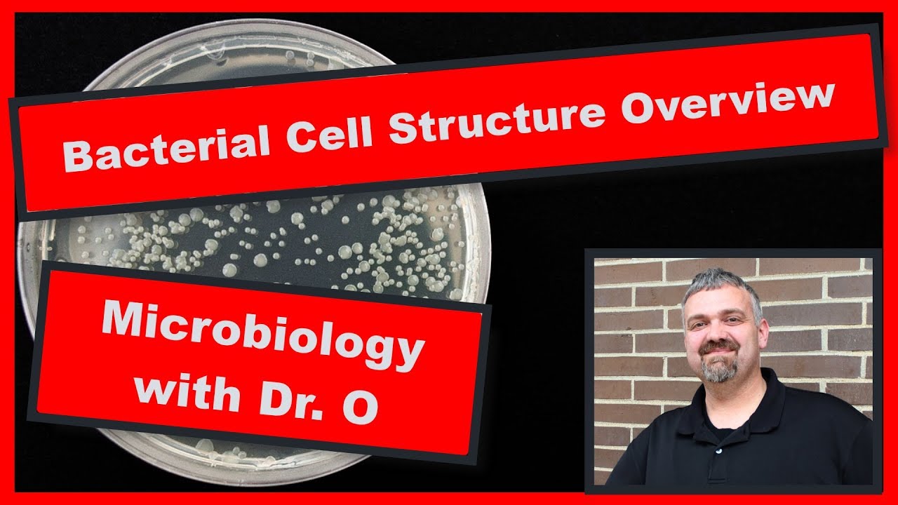 Bacterial Cell Structure Overview:  Microbiology