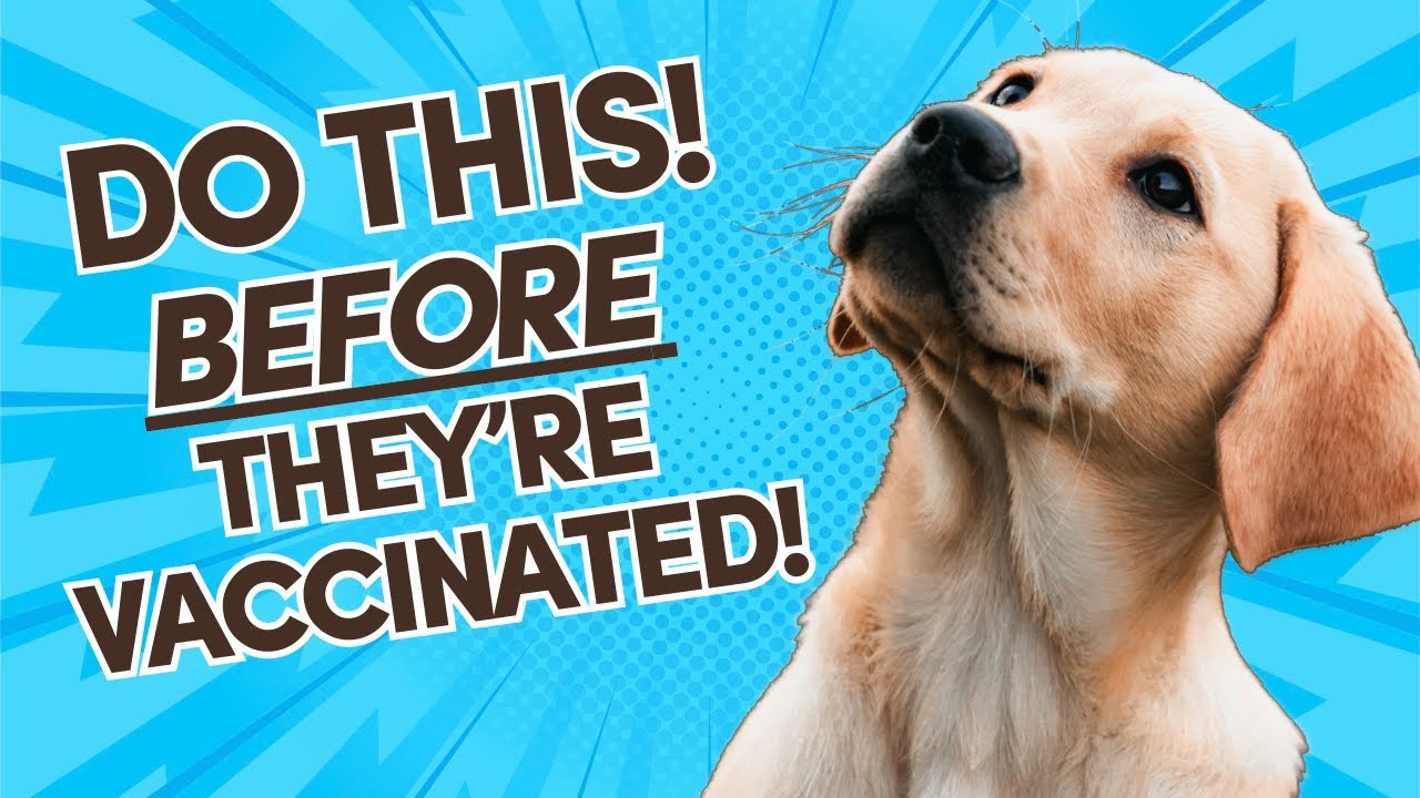 How to Socialize Your Puppy (before they're fully vaccinated!) 💉