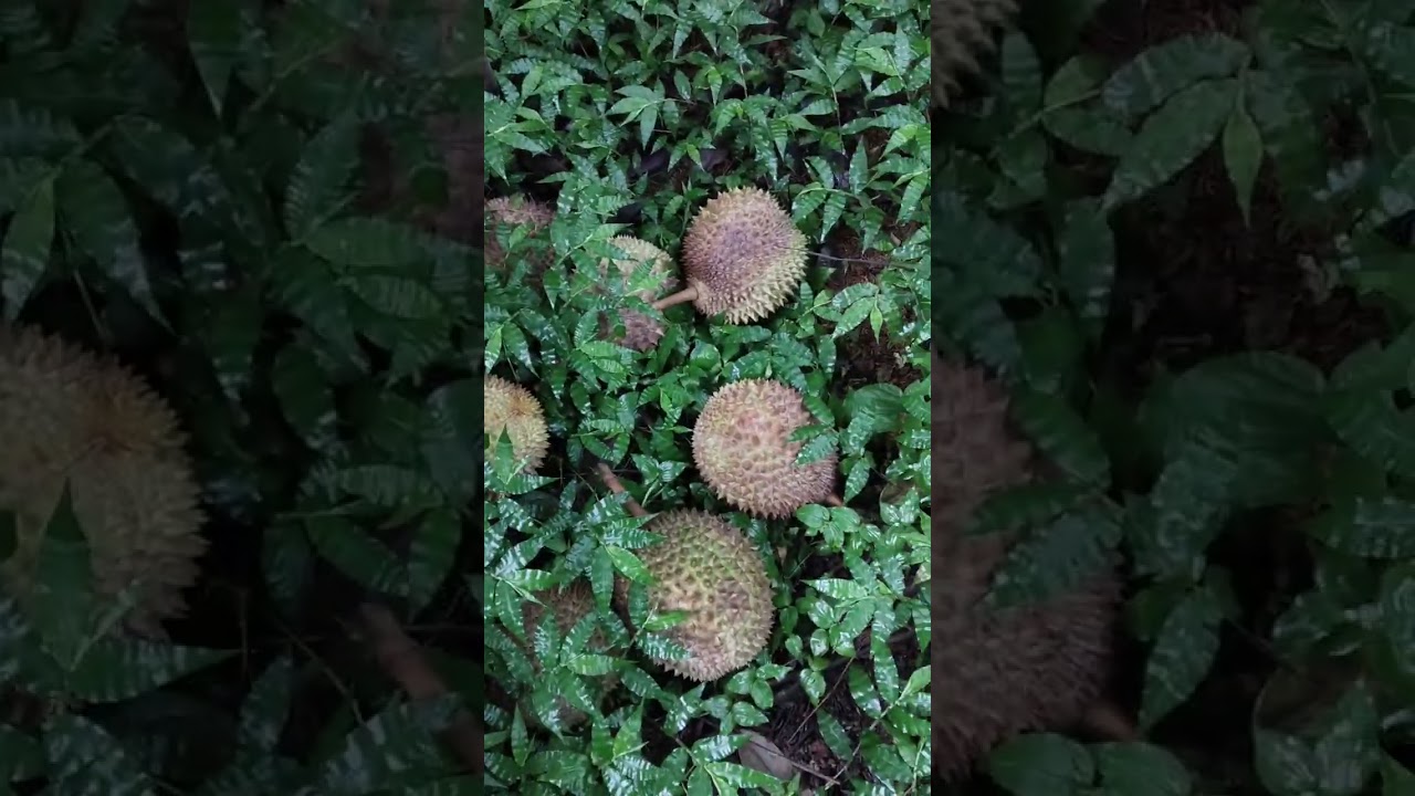 Belum rejekinya musang king Bali #musangking #duriankane #petanimuda 