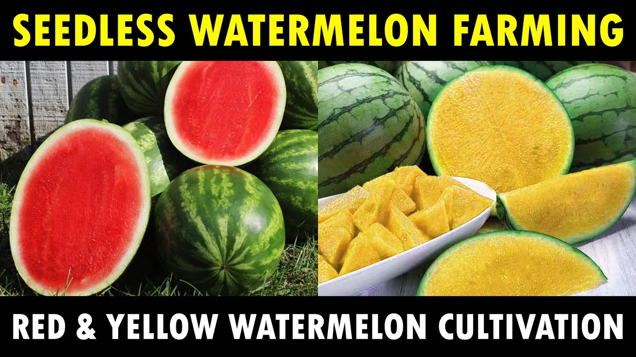 Red and Yellow Seedless Watermelon Farming | Watermelon Cultivation