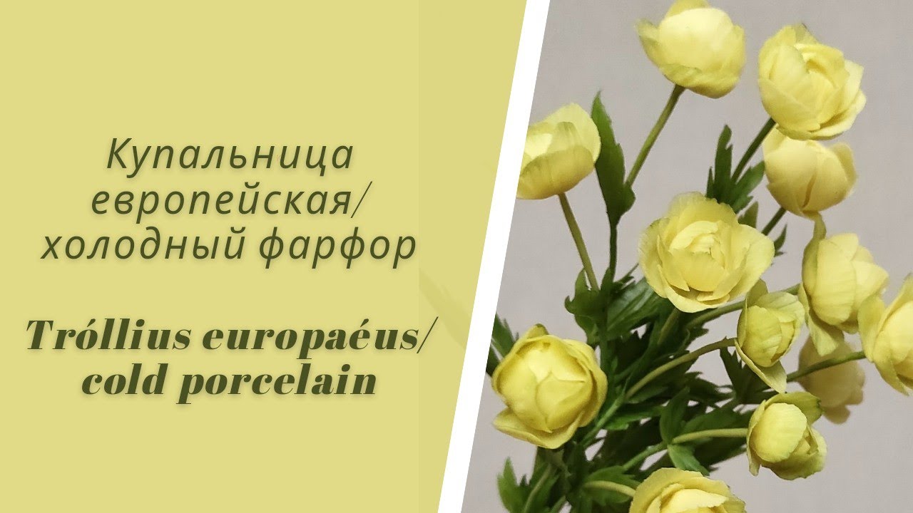 Купальница/холодный фарфор/жарки/простой способ/для начинающих/Trollius europaeus/cold porcelain