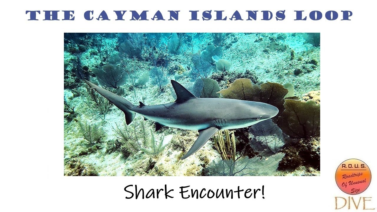 Episode 170:  The Shark Encounter on Little Cayman
