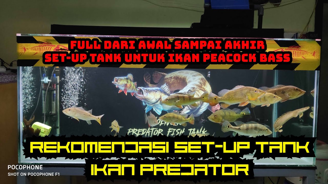 REKOMENDASI SET-UP TANK IKAN PREDATOR (PEACOCKBASS), LENGKAP DARI AWAL MENYIAPKAN SEMUANYA.