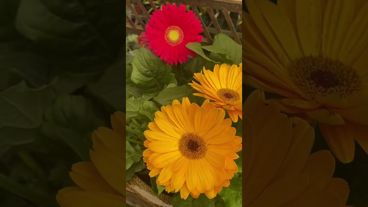 GERBERAS: lindas e coloridas margaridas