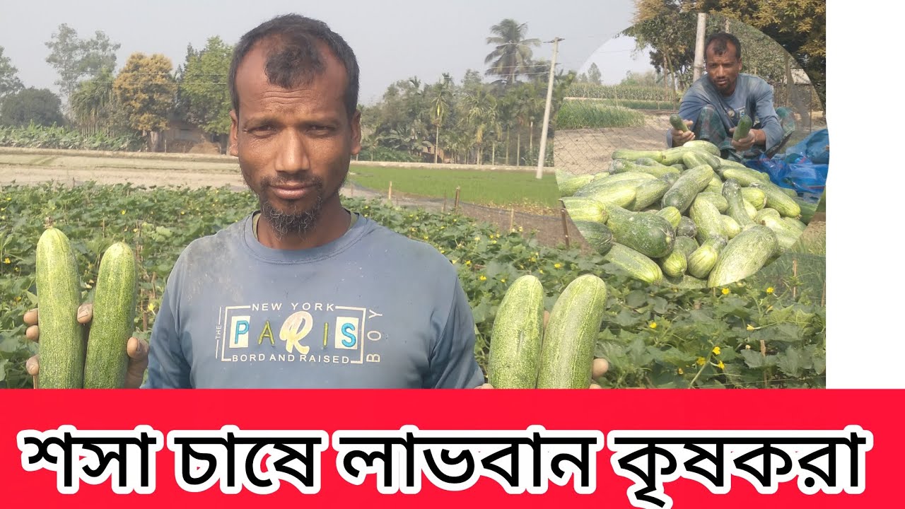 শসা চাষে কৃষকদের ভাগ্য বদল 