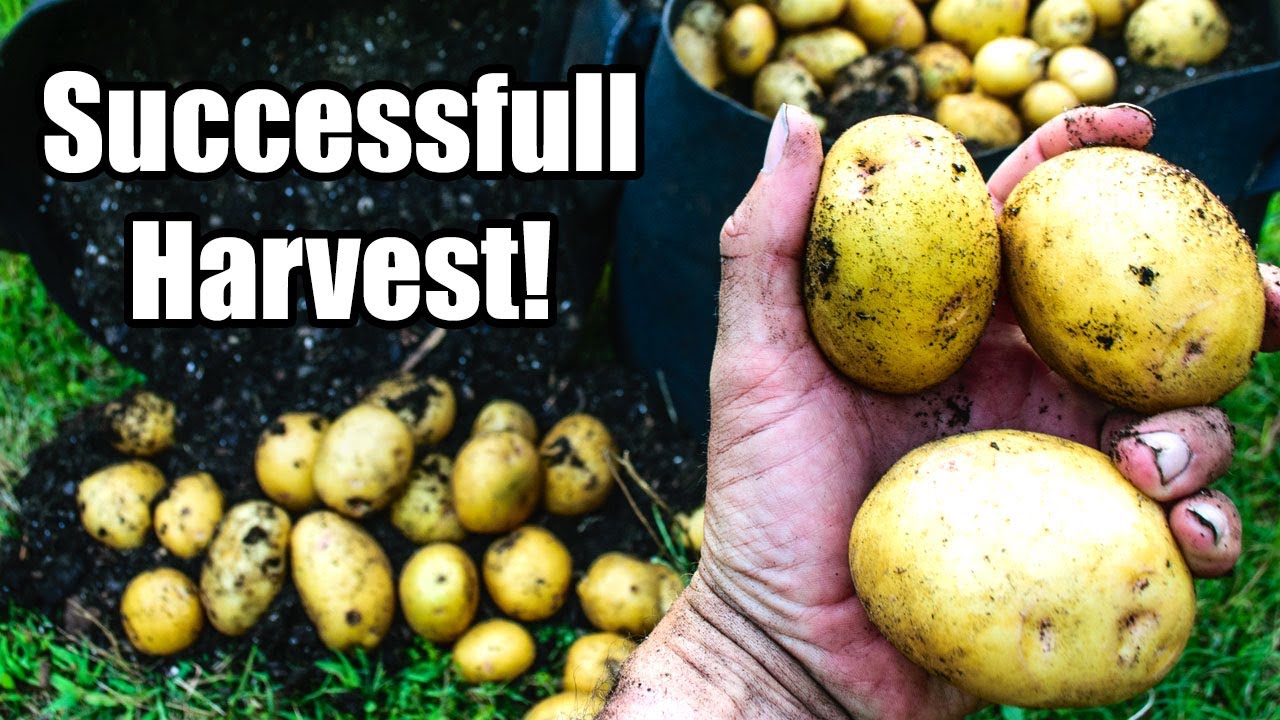 Grow Bag Potato Harvest