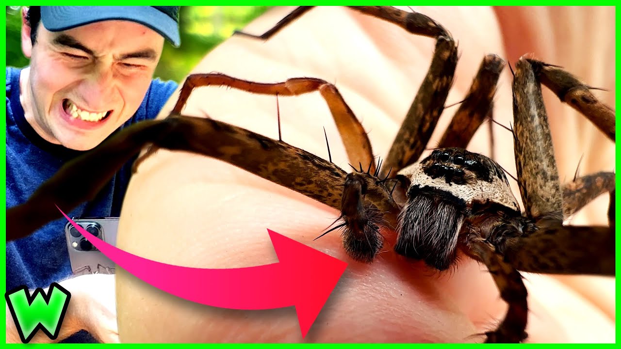 УКУСЕН САМЫМ БОЛЬШИМ (НАСТОЯЩИМ) ПАУКОМ В СЕВЕРНОЙ АМЕРИКЕ!