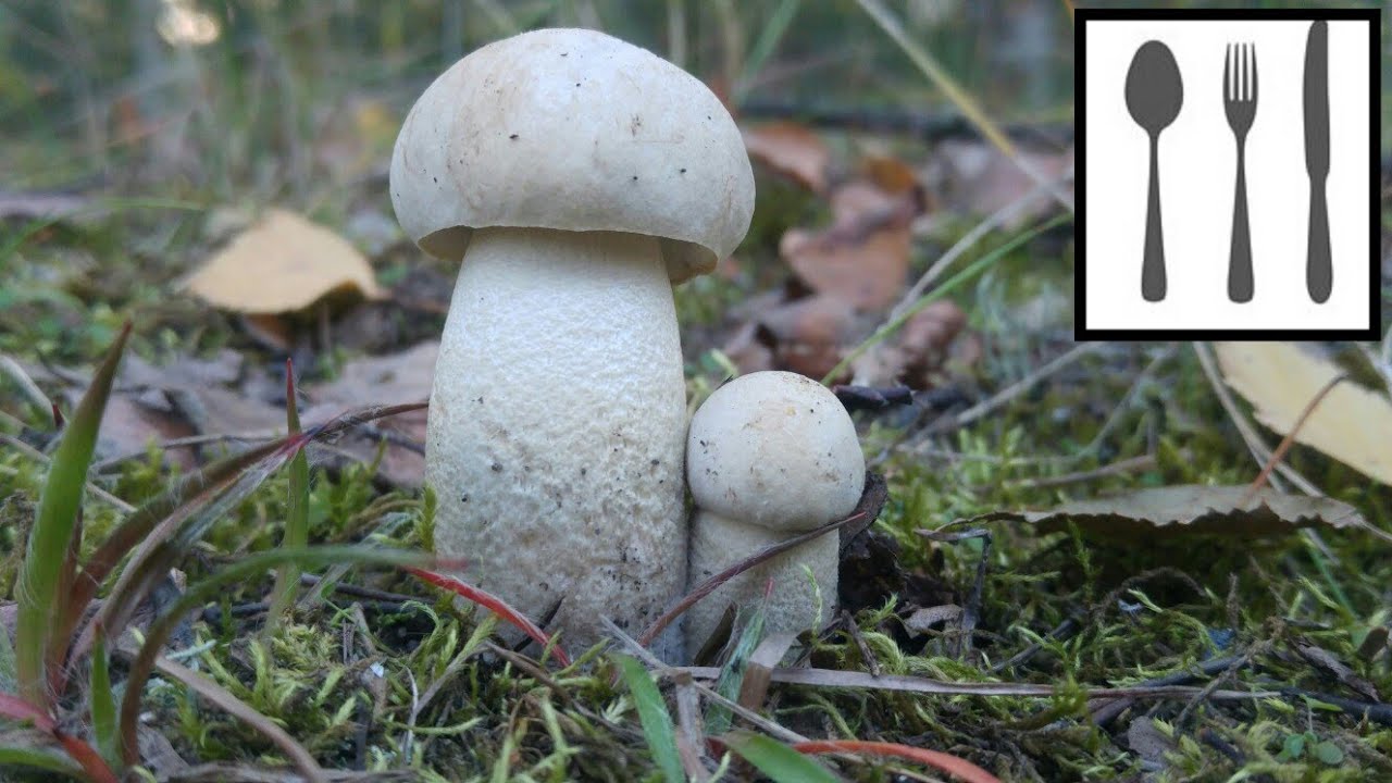 Koźlarz białawy (Leccinum holopus)&nbsp;Jaworzno 06.10.2018