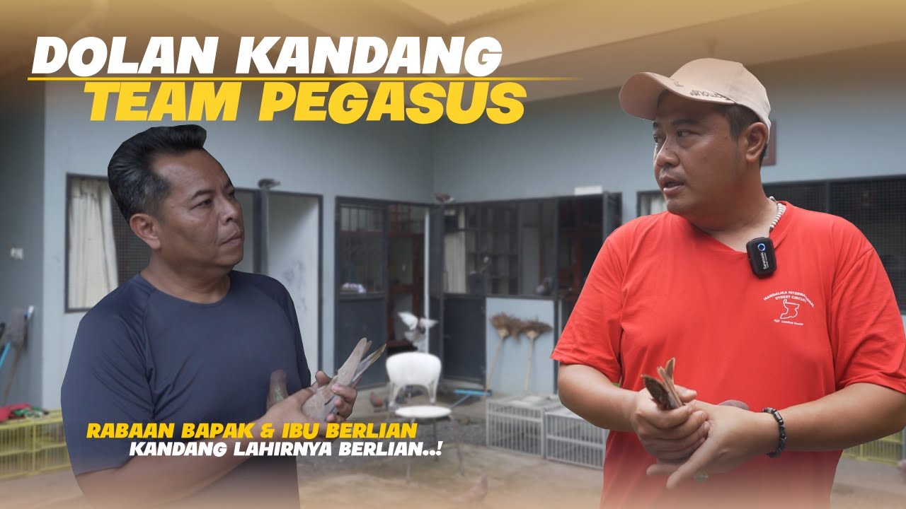DOLAN KANDANG TEAM PEGASUS PURBALINGGA | KANDANG LAHIRNYA BERLIAN 🔥