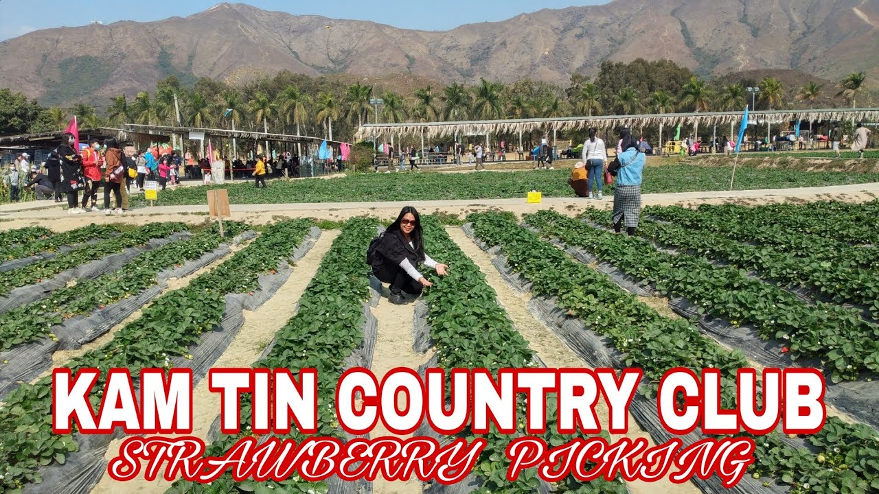 KAM TIN COUNTRY CLUB STRAWBERRY FARM IN HONG KONG (DINADAYO)