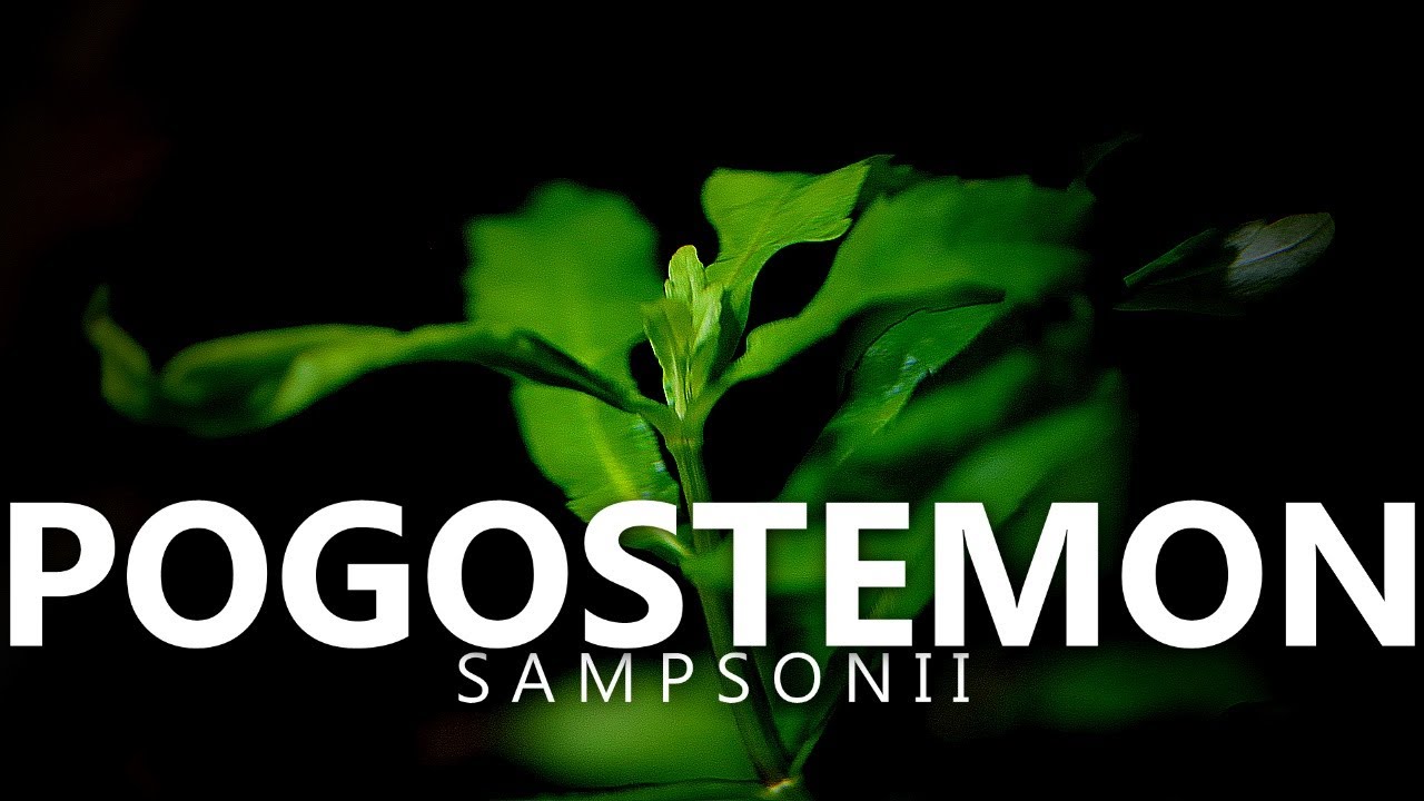 Pogostemon Sampsonii A few Months Later