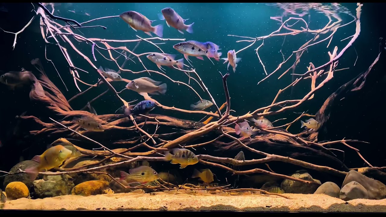 South America Blackwater Biotope Aquarium