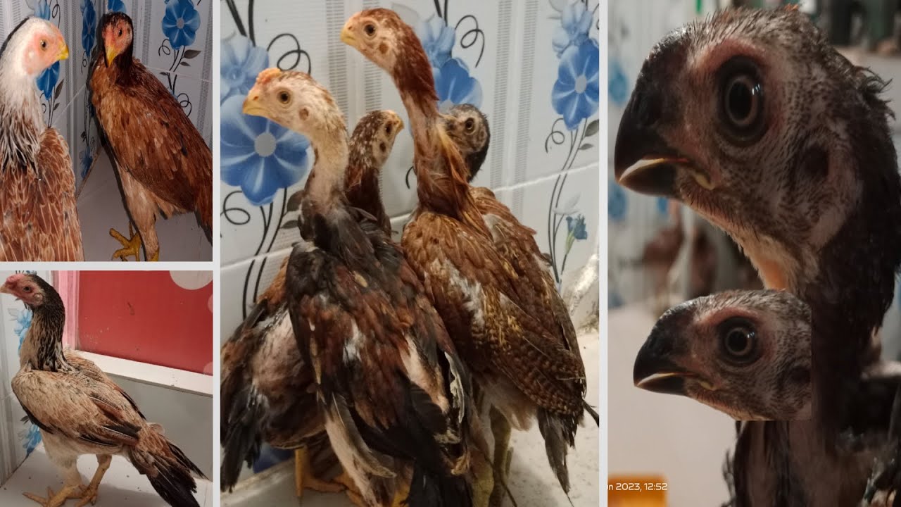 ইন্ডিয়ান অরিজিনাল টিয়া ঠোটের আসিল মুরগির বাচ্চা ঢাকাতে । parrot beak aseel murga। Shomi24vlog।