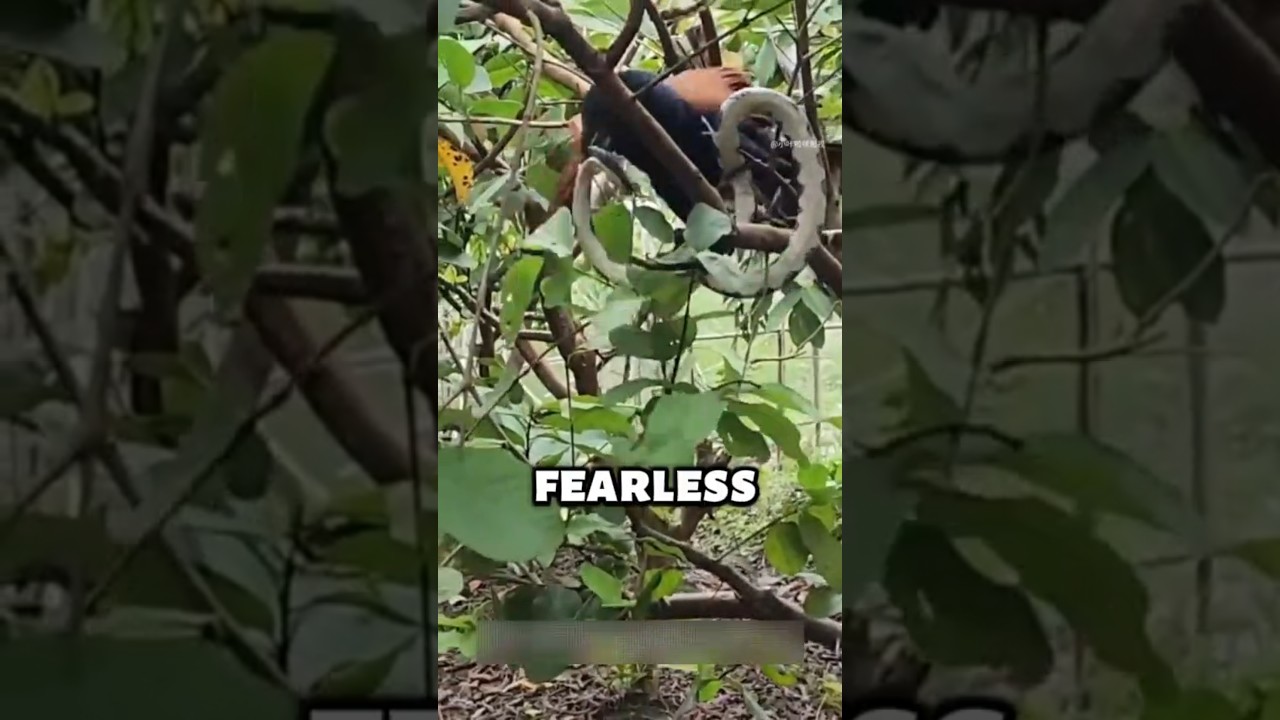 This Fearless Junglefowl Hunts Venomous Snakes!