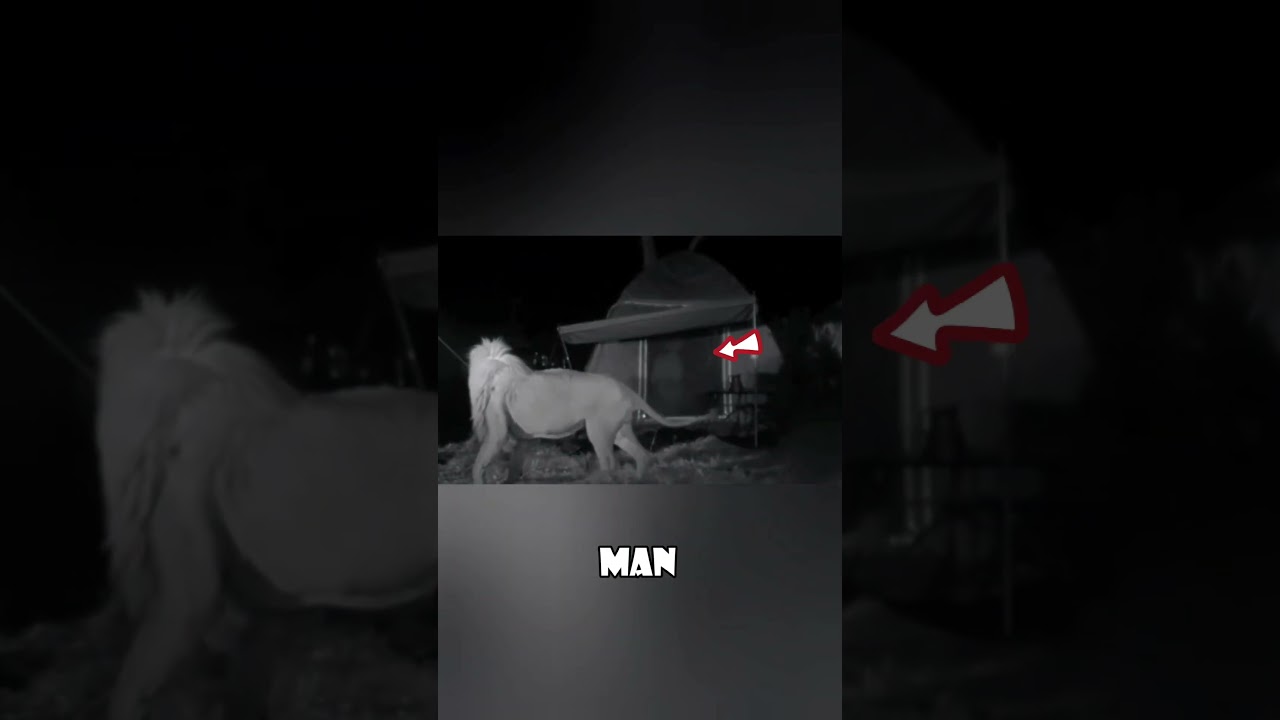 Camping Between Lions: A Couple&rsquo;s Terrifying Wilderness Encounter #animals #love