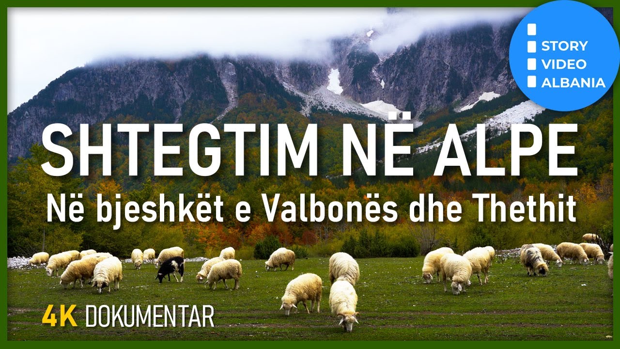 SHTEGTIM NË ALPE - Kopetë e deleve në bjeshkët e Valbonës dhe Thethit