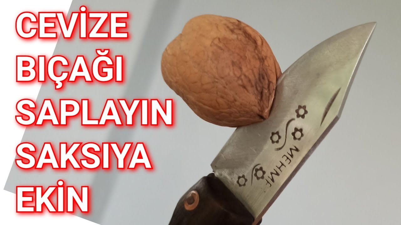 En Garanti ve En Kolay Ceviz Çimlendirme