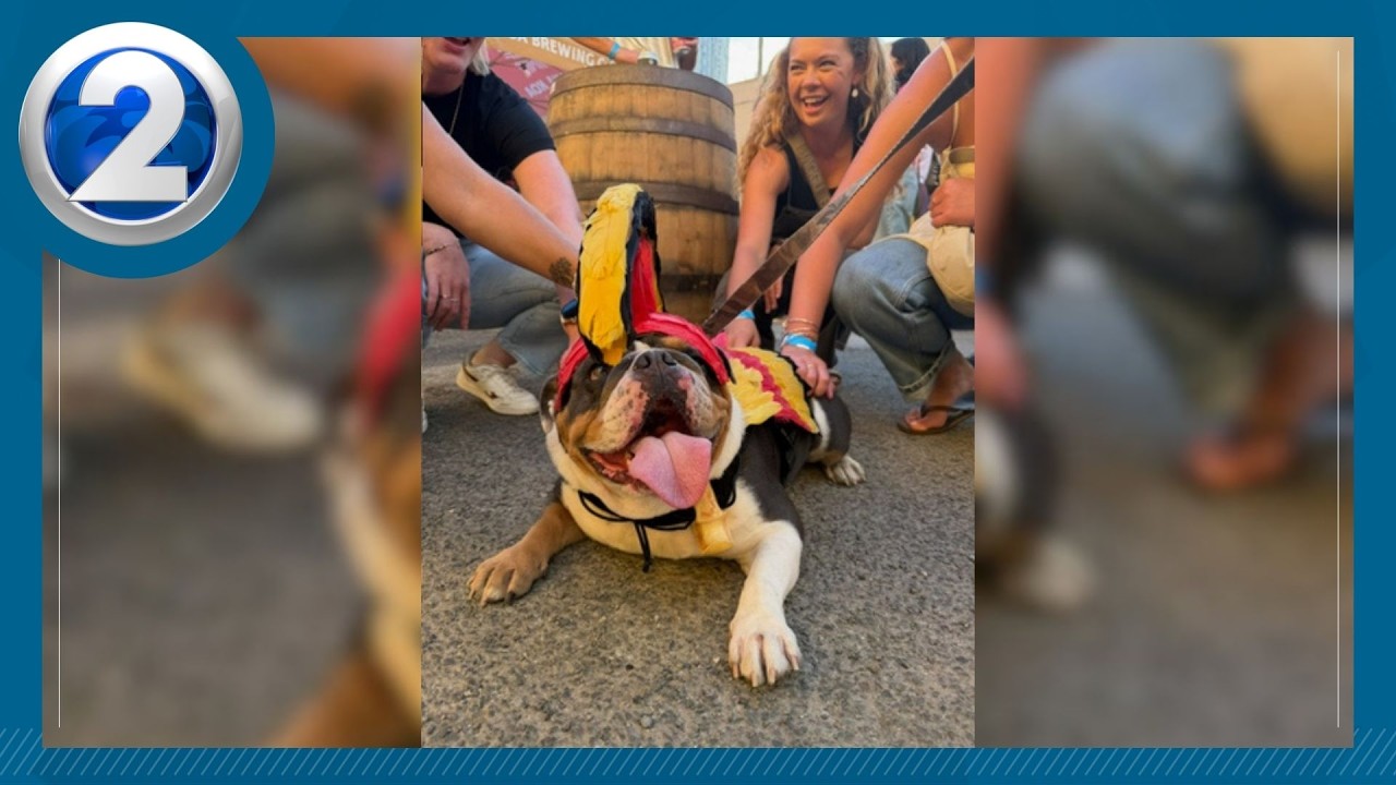 Local bulldog wearing Chief of War outfit crowned top dog, wins fashion show