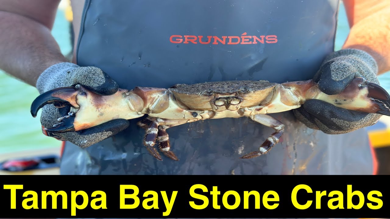 Stone Crabbing Tampa Bay - Tips & Tricks + MONSTER CLAWS